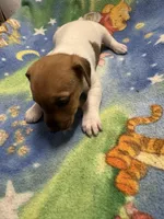 Ms Red/Buss, a female Jack Russell Terrier for sale in Nicholasville, KY – Photo 4 of 4