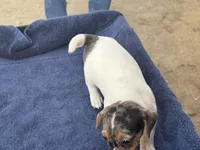 Blue/Shirley, a female Jack Russell Terrier for sale in Nicholasville, KY – 3 of 4