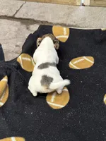 Blue/Dixie, a female Jack Russell Terrier for sale in Nicholasville, KY – 3 of 4