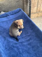 Wayne/Rose, a male Jack Russell Terrier for sale in Nicholasville, KY – 4 of 5