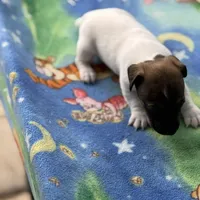 Milly/Frank, a male Jack Russell Terrier for sale in Nicholasville, KY – Photo 2 of 3