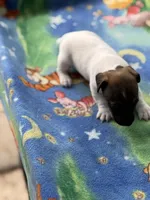 processed/65b11f87-a4cb-4967-98bd-b23c457fa109/listing/43cc363b-5640-4e94-8456-14dd11d30fc4/3d8cb2aa-9e4b-48fe-a3ed-993ccd932980