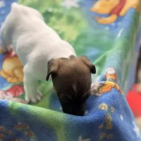 Milly/Frank, a male Jack Russell Terrier for sale in Nicholasville, KY – Photo 1 of 3