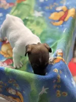 processed/65b11f87-a4cb-4967-98bd-b23c457fa109/listing/43cc363b-5640-4e94-8456-14dd11d30fc4/99b3d5fe-0216-45a1-a331-20e9867b9cf3