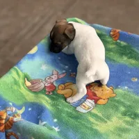 Milly/Frank, a male Jack Russell Terrier for sale in Nicholasville, KY – Photo 3 of 3