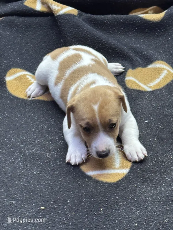 Dixie/Blue – Jack Russell Terrier puppy for sale in Nicholasville, KY