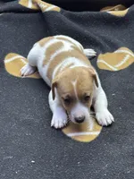 Dixie/Blue, a male Jack Russell Terrier for sale in Nicholasville, KY – 1 of 3
