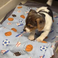 Luetta/Blue, a male Jack Russell Terrier for sale in Nicholasville, KY – Photo 3 of 3