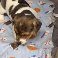 Luetta/Blue, a male Jack Russell Terrier for sale in Nicholasville, KY – Photo 1 of 3