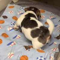 Luetta/Blue, a male Jack Russell Terrier for sale in Nicholasville, KY – Photo 2 of 3