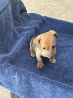 Wayne/Rose, a male Jack Russell Terrier for sale in Nicholasville, KY – 2 of 5