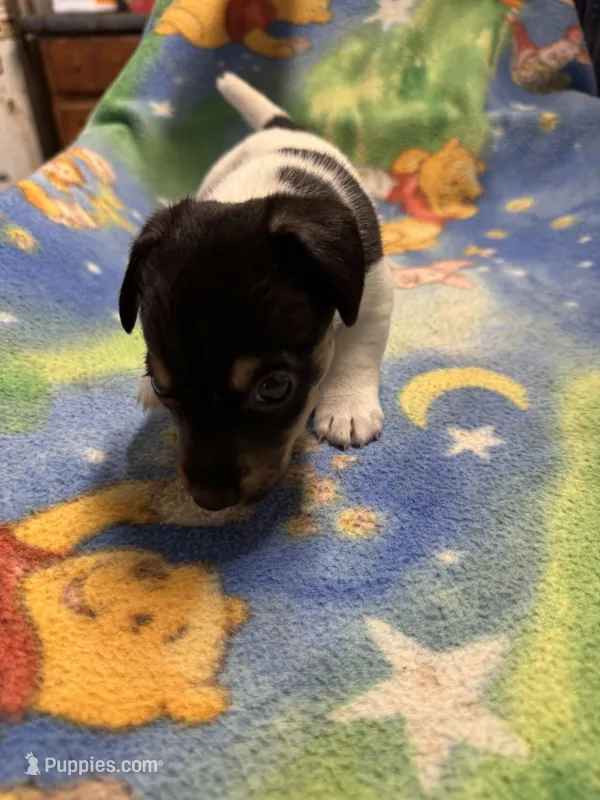 Ms Red/Buss – Jack Russell Terrier puppy for sale in Nicholasville, KY