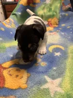 Ms Red/Buss, a female Jack Russell Terrier for sale in Nicholasville, KY – Photo 1 of 3