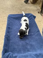 Ms Red/Buss, a female Jack Russell Terrier for sale in Nicholasville, KY – 9 of 9