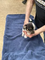 Ms Red/Buss, a female Jack Russell Terrier for sale in Nicholasville, KY – 7 of 9