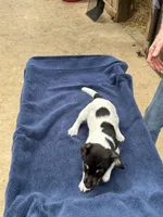 Ms Red/Buss, a female Jack Russell Terrier for sale in Nicholasville, KY – 5 of 9