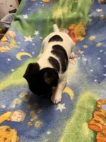 Ms Red/Buss, a female Jack Russell Terrier for sale in Nicholasville, KY – Photo 2 of 3