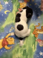 Ms Red/Buss, a female Jack Russell Terrier for sale in Nicholasville, KY – Photo 3 of 3