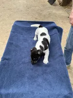 Ms Red/Buss, a female Jack Russell Terrier for sale in Nicholasville, KY – 6 of 9