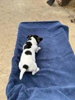 Ms Red/Buss, a female Jack Russell Terrier for sale in Nicholasville, KY – 4 of 9