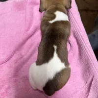 Tammy/Frank, a male Jack Russell Terrier for sale in Nicholasville, KY – Photo 2 of 2