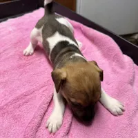 Tammy/Frank, a male Jack Russell Terrier for sale in Nicholasville, KY – Photo 1 of 2