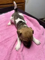 Tammy/Frank, a male Jack Russell Terrier for sale in Nicholasville, KY – Photo 1 of 2