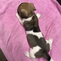 Tammy/Frank, a male Jack Russell Terrier for sale in Nicholasville, KY – Photo 2 of 2