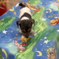 Little Blue/Sherri, a male Jack Russell Terrier for sale in Nicholasville, KY – Photo 1 of 4