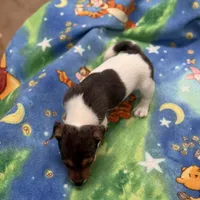 Little Blue/Sherri, a male Jack Russell Terrier for sale in Nicholasville, KY – Photo 2 of 4