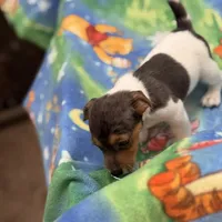 Little Blue/Sherri, a male Jack Russell Terrier for sale in Nicholasville, KY – Photo 3 of 4