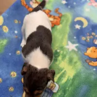 Little Blue/Sherri, a male Jack Russell Terrier for sale in Nicholasville, KY – Photo 4 of 4