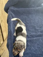 Blue/Shirley, a female Jack Russell Terrier for sale in Nicholasville, KY – 4 of 4