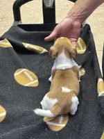 Dixie/Blue, a male Jack Russell Terrier for sale in Nicholasville, KY – 2 of 4