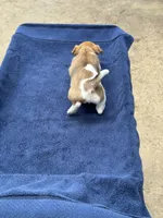 Ms Red/Buss, a female Jack Russell Terrier for sale in Nicholasville, KY – 4 of 6