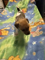 Ms Red/Buss, a female Jack Russell Terrier for sale in Nicholasville, KY – Photo 2 of 4