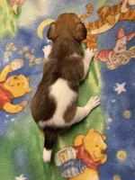 Ms Red/Buss, a female Jack Russell Terrier for sale in Nicholasville, KY – Photo 3 of 4