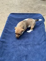 Ms Red/Buss, a female Jack Russell Terrier for sale in Nicholasville, KY – 6 of 6