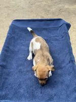 Ms Red/Buss, a female Jack Russell Terrier for sale in Nicholasville, KY – 5 of 6