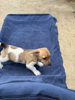 Ms Red/Buss, a female Jack Russell Terrier for sale in Nicholasville, KY – 3 of 6