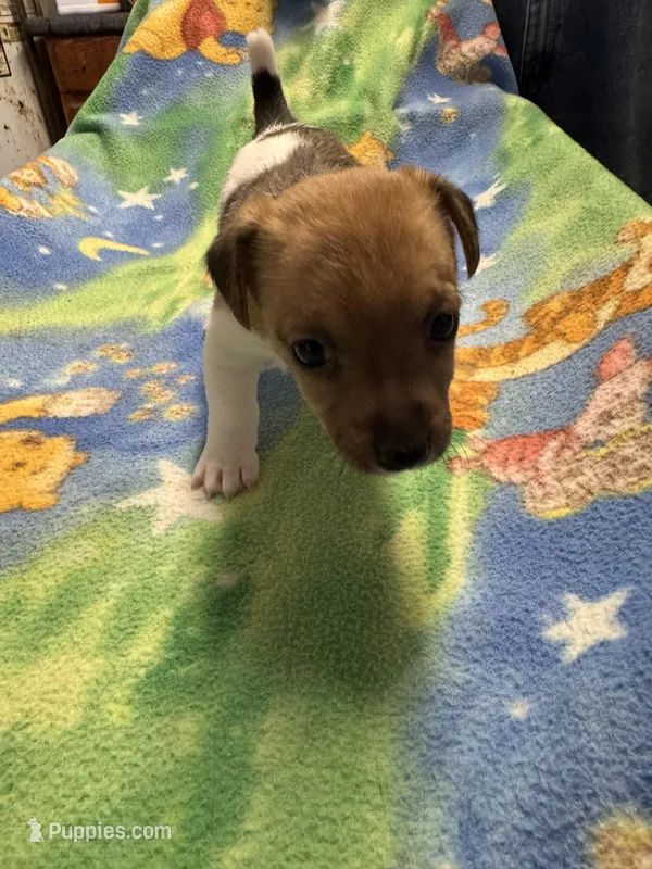 Ms Red/Buss – Jack Russell Terrier puppy for sale in Nicholasville, KY
