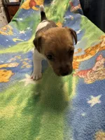 Ms Red/Buss, a female Jack Russell Terrier for sale in Nicholasville, KY – Photo 1 of 4