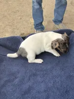 Blue/Shirley, a female Jack Russell Terrier for sale in Nicholasville, KY – 4 of 4