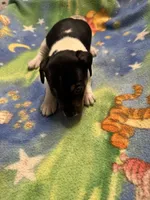 Ms Red/Buss, a male Jack Russell Terrier for sale in Nicholasville, KY – Photo 1 of 3