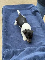 Ms Red/Buss, a male Jack Russell Terrier for sale in Nicholasville, KY – 5 of 7