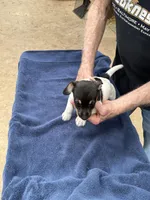 Ms Red/Buss, a male Jack Russell Terrier for sale in Nicholasville, KY – 7 of 7