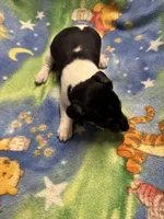 Ms Red/Buss, a male Jack Russell Terrier for sale in Nicholasville, KY – Photo 2 of 3