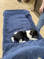 Ms Red/Buss, a male Jack Russell Terrier for sale in Nicholasville, KY – 6 of 7