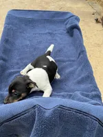 Ms Red/Buss, a male Jack Russell Terrier for sale in Nicholasville, KY – 4 of 7