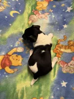 Ms Red/Buss, a male Jack Russell Terrier for sale in Nicholasville, KY – Photo 3 of 3